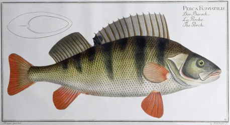 Perch: utgiven av Black, ca 1790 (tryck)